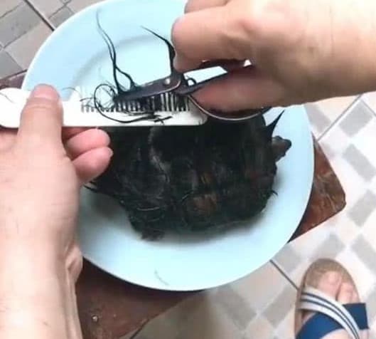 男子在海邊撿到一隻「有濃密頭髮的烏龜」一時忍不住通通剪光卻被長輩唸了一頓！