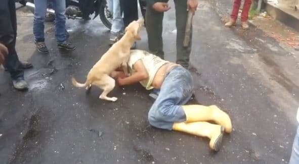 男子醉倒路中央狗狗「護主心切」，警察上前關心秒被吠：別碰我主人