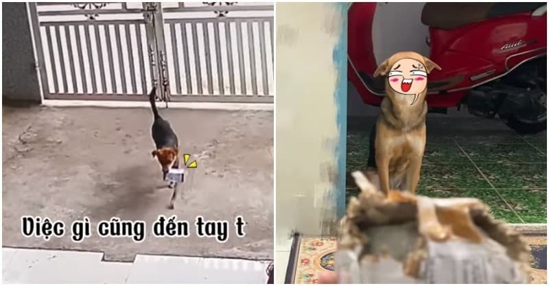 貼心汪幫拿包裹！等不及竟「開箱驗貨」　心虛開飛機「還閉眼裝傻」：它自己破的～