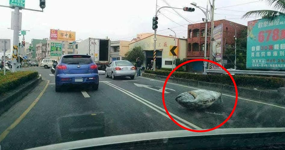 有魚跳車！「整條大鮪魚」躺路邊...網友驚：誰的100萬掉了？