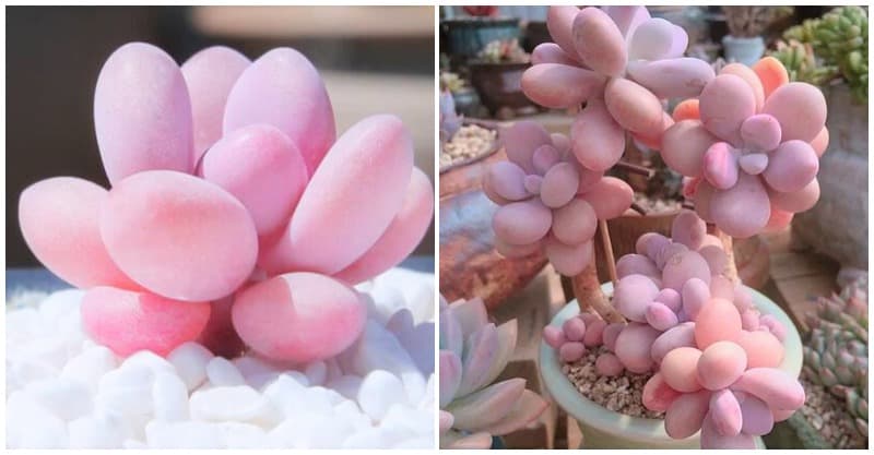 仙女養的植物！超夢幻「粉嫩肥嘟嘟多肉」唯美爆紅　開花時「長出黃色小星星」繽紛又療癒