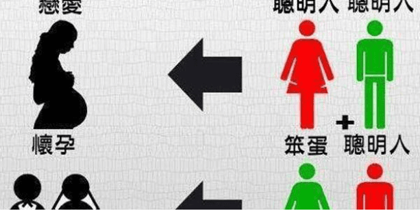 笨蛋和聰明人的各個組合
