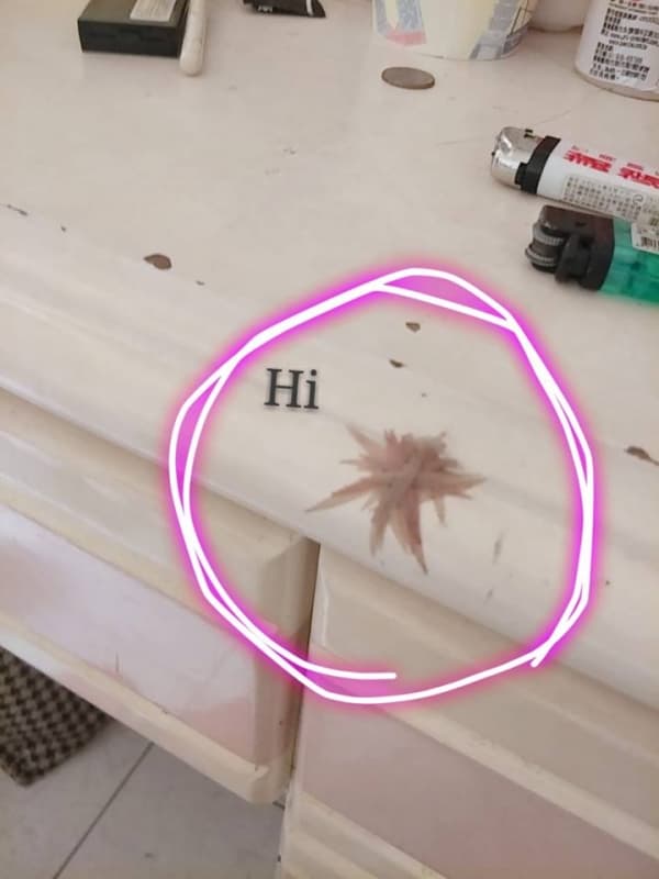 在女友房間桌上驚見「放射狀多腳肉蟲」嚇歪,靠近一看笑了出來!網友淚推:這是女生的苦啊!