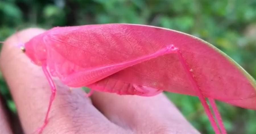 野外捕捉罕見「色違蚱蜢」 最美鮮豔粉紅色:像繪本裡跑出來的